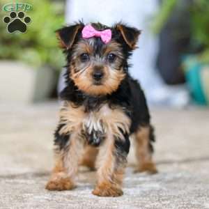 Dolly, Yorkie Puppy